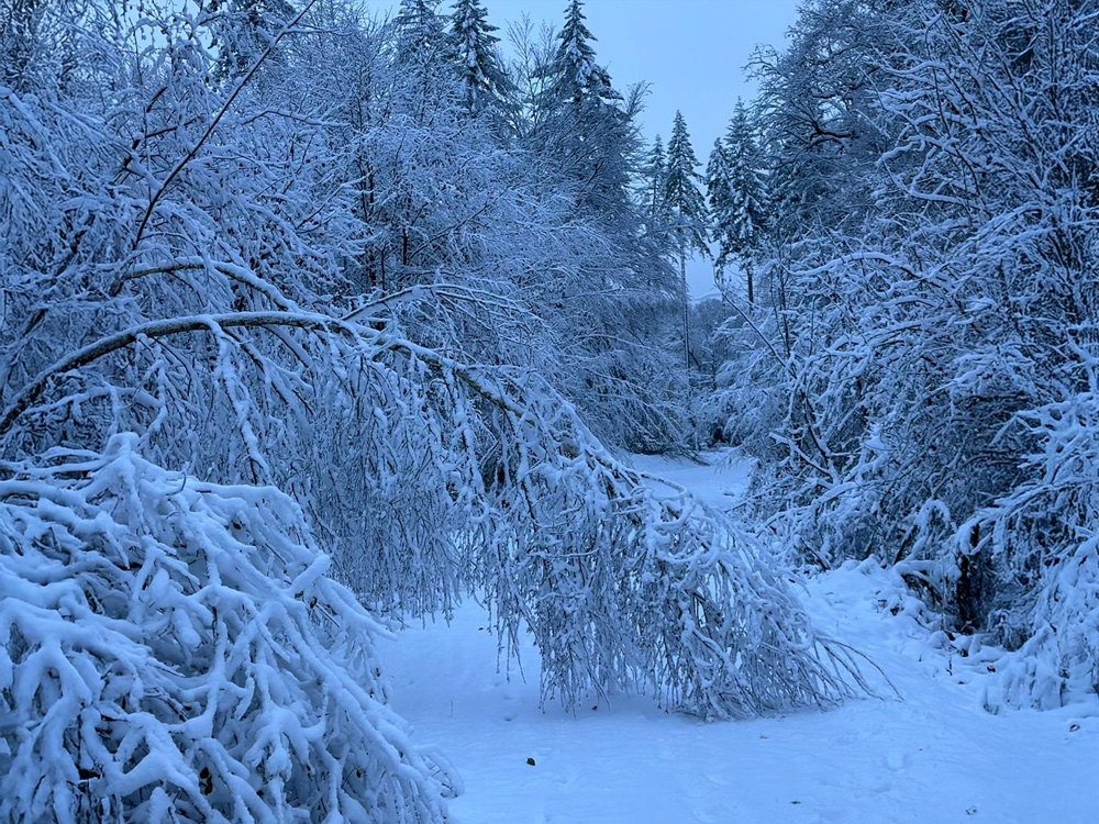 Verschneiter Waldweg in der Nähe der Ferienwohnung