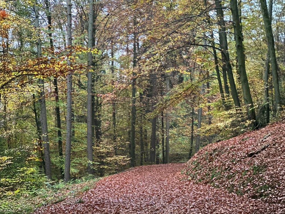 Herbstlicher Waldweg im Siegerland